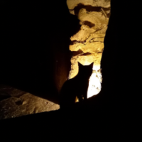 sombra de um gato na luz em uma caverna