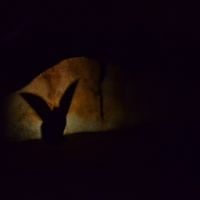 sombra de um gato com asas na luz em uma caverna