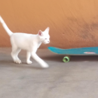 um gato branco andando de skate
