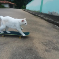 um gato branco andando de skate
